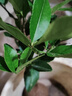 呆果丁佛手樹(shù)苗盆栽陽(yáng)臺庭院帶果金華佛手柑盆景老樁植物花卉綠植好養活 佛手3年苗當年結果（帶土帶葉）死苗包賠 曬單實(shí)拍圖