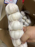 京覓京覓河南杞縣大蒜帶皮干蒜果徑4-5cm凈重3斤源頭直發(fā)包郵 曬單實(shí)拍圖