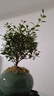 開時(shí)果 小葉赤楠盆景擺件 辦公室桌面綠植花卉好養(yǎng)盆栽植物源頭直發(fā)包郵 【熱銷款】哥窯浸墨盆+苔蘚+底座 曬單實(shí)拍圖