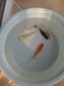 中國紅冷水淡水觀(guān)賞魚(yú)錦鯉魚(yú)活魚(yú)金魚(yú)小型好養紅鯉魚(yú)純種小錦鯉 10-12cm長(cháng)黑白黃紅各一條 曬單實(shí)拍圖
