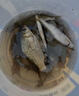 SHIMANO禧瑪諾25款雷刃臺釣竿LIMITED彩虹竿鯽魚(yú)竿黑坑路亞竿魚(yú)竿 3.6m 25款雷刃5H+360 曬單實(shí)拍圖