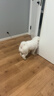 皇家狗糧 成犬狗糧 犬糧 寵物小型犬 PR27 全價(jià)犬糧≥10月2KG 曬單實(shí)拍圖