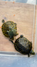 萌龜飼家深水黃耳龜烏龜活物冷水長(cháng)壽龜家養寵物觀(guān)賞小烏龜招財吃糞龜 5-6厘米可深水 2只情侶龜 100克龜糧 曬單實(shí)拍圖