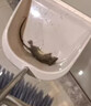 老鼠藥三步到一聞死管用死一窩家用室內外死超強效滅鼠專(zhuān)用特效劑 買(mǎi)二送一【全家無(wú)老鼠】 曬單實(shí)拍圖