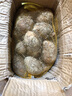 京鮮生 鉛山紅芽芋 5斤精品單果50g+ 江西香芋小芋頭毛芋芋艿 源頭直發(fā) 曬單實(shí)拍圖