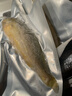 正宗深海黃花魚(yú)新鮮海魚(yú)活魚(yú)鎖鮮速凍真空包裝大黃魚(yú) 四條裝250-300g/條 曬單實(shí)拍圖