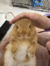 SMVP寵物兔子活體小白黑兔荷蘭侏儒垂耳折耳兔活物 白色兔 一只公 金黃侏儒（可愛(ài)） 一只母兔 曬單實(shí)拍圖