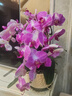 蝴蝶蘭盆栽蘭花 年宵花生日禮物開(kāi)業(yè)喬遷暖居室內綠植四季 浪漫情人6苗6梗＋高腳凹凸盆（帶花帶花苞發(fā)貨） 曬單實(shí)拍圖