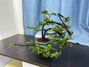 小葉紫檀樹(shù)樁盆景植物花卉盆栽辦公室陽(yáng)臺綠植黑骨茶耐寒耐暑小樹(shù) 綠色 曬單實(shí)拍圖