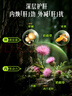 Swisse斯維詩(shī) 2代護肝片 2.8倍奶薊膽堿西藍花籽護肝去油養胃120片*2瓶 曬單實(shí)拍圖