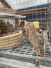 鵪鶉活體黃羽產(chǎn)蛋鵪鶉活苗陽(yáng)臺飼養寵物青年鵪鶉雞活鳥(niǎo)天天下蛋 10只母【包下蛋】 曬單實(shí)拍圖