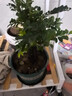 御春閣小葉紫檀樹(shù)苗黑骨茶室內陽(yáng)臺盆栽花卉綠植耐寒四季常青微景觀(guān)樁形 大號5根一盆30厘米高左右 曬單實(shí)拍圖