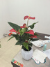 愛(ài)優(yōu)尚紅掌盆栽花卉植物室內防輻射凈化空氣開(kāi)花桌面小植物源頭直發(fā) 曬單實(shí)拍圖