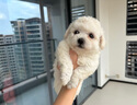 寵六福純種比熊幼犬小型犬寵物狗狗活體小狗活物幼崽 寵物級 公 曬單實(shí)拍圖