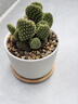 泰西絲金毛掌仙人掌球多肉植物盆栽綠植 金毛掌+白瓷盆含托 源頭直發(fā) 曬單實(shí)拍圖