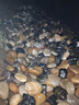 裕漫天50斤鵝卵石鋪路鋪地庭院花園造景天然大小石頭雨花石原石鵝軟暖石 50斤 精拋五彩4~6cm 曬單實(shí)拍圖