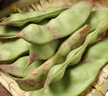 良知農哥【順豐】東北油豆角 九月青豆角寬面豆角 開(kāi)鍋爛 健康輕食 東北油豆角 3斤裝 曬單實(shí)拍圖