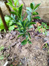 景琳涵正宗沙糖橘樹(shù)苗大苗南方果樹(shù)北方耐寒種植砂糖桔果樹(shù)苗橘子樹(shù)果苗 砂糖橘高40-60公分（包成活）帶葉發(fā)貨 曬單實(shí)拍圖