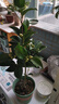 四季茶花紅山茶茶花盆栽庭院陽(yáng)臺綠化園林景觀(guān)綠植帶花苞 夏日七心（40厘米以上，帶盆帶花苞發(fā)貨） 夏日七心 曬單實(shí)拍圖