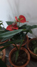濃香型蘭花苗盆栽大花蕙蘭建蘭花卉盆栽室內(nèi)綠植物庭院四季開(kāi)花 大將軍22 （3苗送肥料+生根粉）當(dāng)年開(kāi)花 曬單實(shí)拍圖