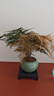 文竹+陶瓷盆  盆栽植物室內客廳盆景辦公室懶人好養綠植創(chuàng  )意擺件 文竹+綠色冰裂盆+高腳方底座 帶盆栽好 曬單實(shí)拍圖