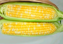京鮮生云南水果玉米5斤 鮮甜玉米棒 甜脆多汁 新鮮蔬菜 源頭直發(fā)包郵 曬單實(shí)拍圖