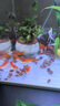 百綸木千草金魚(yú)觀(guān)賞魚(yú)冷水魚(yú)不加溫新手好養純種鳳尾大紅草魚(yú)苗 5-7cm草金魚(yú)50條 送魚(yú)糧 曬單實(shí)拍圖