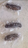 董二胖大連即食海參 鮮食刺參開(kāi)袋即食 有機免洗滋補海鮮水產(chǎn)中秋送禮 500g 8-10只（升級大個(gè)頭） 曬單實(shí)拍圖