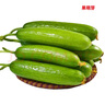 京地達山東水果小黃瓜  凈重5斤 單果100g+ 現摘新鮮蔬菜源頭直發(fā)包郵 曬單實(shí)拍圖