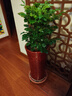 靜黛軒幸福樹(shù)客廳綠植高級感盆栽大型植物除甲醛室內好養高端大氣上檔次 幸福樹(shù)-60-80cm高（福字盆） 曬單實(shí)拍圖