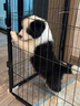 朵蔓純種邊牧幼犬隕石邊境牧羊犬黑白邊牧三通七白金邊牧高智商寵物狗 血統級 黑白邊牧 公 曬單實(shí)拍圖