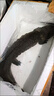 娃娃魚(yú)鮮活發(fā)貨可食用大鯢人工養殖活體淡水魚(yú)生鮮產(chǎn)地直發(fā)可送禮 4斤活體娃娃魚(yú)一條【帶菜譜】 曬單實(shí)拍圖
