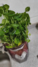 銅錢(qián)草水培植物室內辦公室桌面盆栽花卉四季常青綠植凈化空氣懶人 銅錢(qián)草帶葉子特惠款51-70根+營(yíng)養液【1份】 不含盆 曬單實(shí)拍圖
