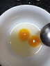 正宗農(nóng)家散養(yǎng)新鮮散養(yǎng)鴿子蛋現(xiàn)撿現(xiàn)發(fā)孕婦寶寶輔食 農(nóng)家谷飼鴿子蛋【30枚】 曬單實拍圖