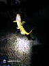 小鳳仙高亮夜光漂L-DL咬鉤變色浮漂日夜兩用高靈敏魚(yú)漂醒目野釣電子漂 曬單實(shí)拍圖