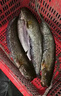 谷道香臭魚(yú)餌釣鯰魚(yú)專(zhuān)用腥餌料釣魚(yú)小藥強效誘魚(yú)添加劑野釣黑坑小藥全套 一瓶【專(zhuān)釣大鯰魚(yú)】 曬單實(shí)拍圖