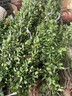 冬青樹(shù)苗大葉黃楊苗叢生北海道黃楊籬笆苗四季常青綠籬圍墻植物 北海道冬青樹(shù)苗【30-40cm高】20棵 201cm(含)-230cm(含) 曬單實(shí)拍圖