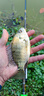 云飛魚(yú)無(wú)結主線(xiàn)線(xiàn)組套裝釣魚(yú)線(xiàn)主線(xiàn)成品綁好黑坑大物鰱鳙主線(xiàn)組配件漁具 5.4米八字環(huán)款4卷【拉力提升】 2.0號 曬單實(shí)拍圖
