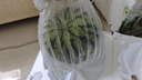 京愿新鮮8424麒麟西瓜 現摘甜心大西瓜麒麟西瓜當季應季水果生鮮 凈重5-6斤 曬單實(shí)拍圖