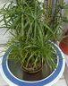 邇英閣水生水培植物龜水竹盆栽水棕竹魚(yú)缸水池塘 旱傘草風(fēng)車(chē)草苗 50-70厘米高30顆 不含盆 曬單實(shí)拍圖