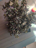 小葉赤楠植物盆栽四季常綠易養活凈化空氣驅蚊蟲(chóng)助眠M(jìn)R 赤楠＋方形山水盆＋底座＋苔蘚 曬單實(shí)拍圖