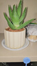 水培蘆薈不夜城蘆薈盆栽辦公室桌面好養活小綠植觀(guān)葉花卉耐旱盆景 南瓜盆不夜城蘆薈 整體高度（15-25厘米） 曬單實(shí)拍圖