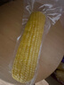 十月稻田 黃糯玉米 3.52斤(220g*8根) 25年新玉米 低脂 早餐零食 東北玉米 曬單實(shí)拍圖