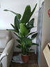 臨雅天堂鳥(niǎo)盆栽室內客廳高級感大型綠植辦公室植物1.4m聚福盆源頭直發(fā) 曬單實(shí)拍圖
