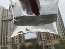 熱帶觀(guān)賞魚(yú)七彩斑馬魚(yú)紅綠燈科魚(yú)小型冷水淡水群游好養活的練手魚(yú) 2-2.5cm糖果斑馬12條隨機搭配 曬單實(shí)拍圖