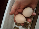 農家散養谷物土雞蛋50±5克/枚 30枚 曬單實(shí)拍圖