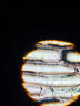 鐵牛（Tieniu）生物光學(xué)顯微鏡專(zhuān)業(yè)初中生中考教學(xué)專(zhuān)用教材同步小學(xué)生看細菌細胞螨蟲(chóng)精子微生物兒童科學(xué)實(shí)驗禮物 曬單實(shí)拍圖