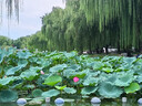 碧水長(cháng)絲瓜約600g 曬單實(shí)拍圖
