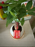 喜鵲說(shuō)發(fā)財樹(shù)小盆栽四季植物室內客廳中式禪意招財樹(shù)綠植辦公室桌面盆景 單桿發(fā)財樹(shù)+圓球陶瓷盆+白塑托（小滿(mǎn)貼紙+吊牌） 帶盆栽好 曬單實(shí)拍圖