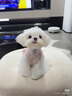 petlimit狗狗牽引繩自動(dòng)伸縮遛狗繩子中小型犬寵物用品牽狗鏈 青提色3米 曬單實(shí)拍圖